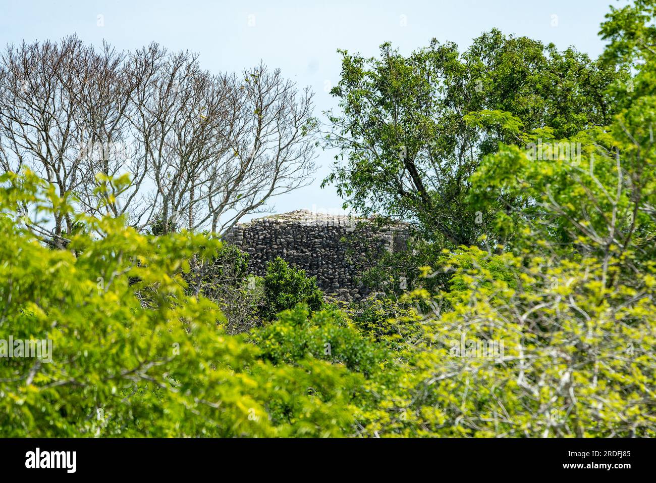 Weiter Blick auf den Gipfel des Hohen Tempels, von der Spitze des Jaguar Tempels im Lamanai Archäologischen Reservat, Belize. Stockfoto