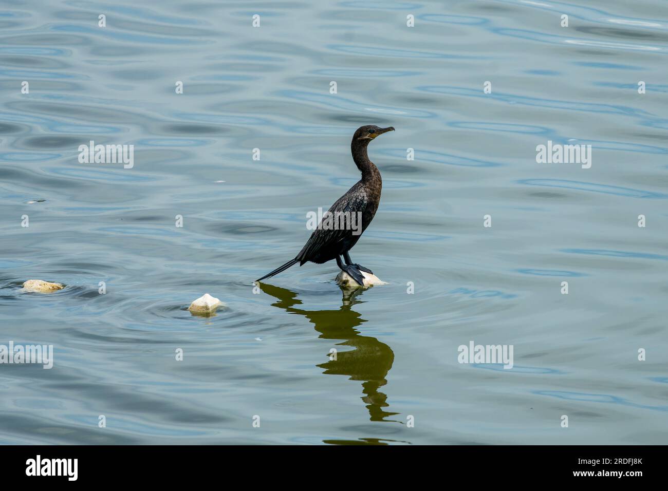 Ein Neotropischer Kormorant, Nannopterum brasilianum, hoch oben in der Lagune im Crooked Tree Wildlife Sanctuary in Belize. Stockfoto