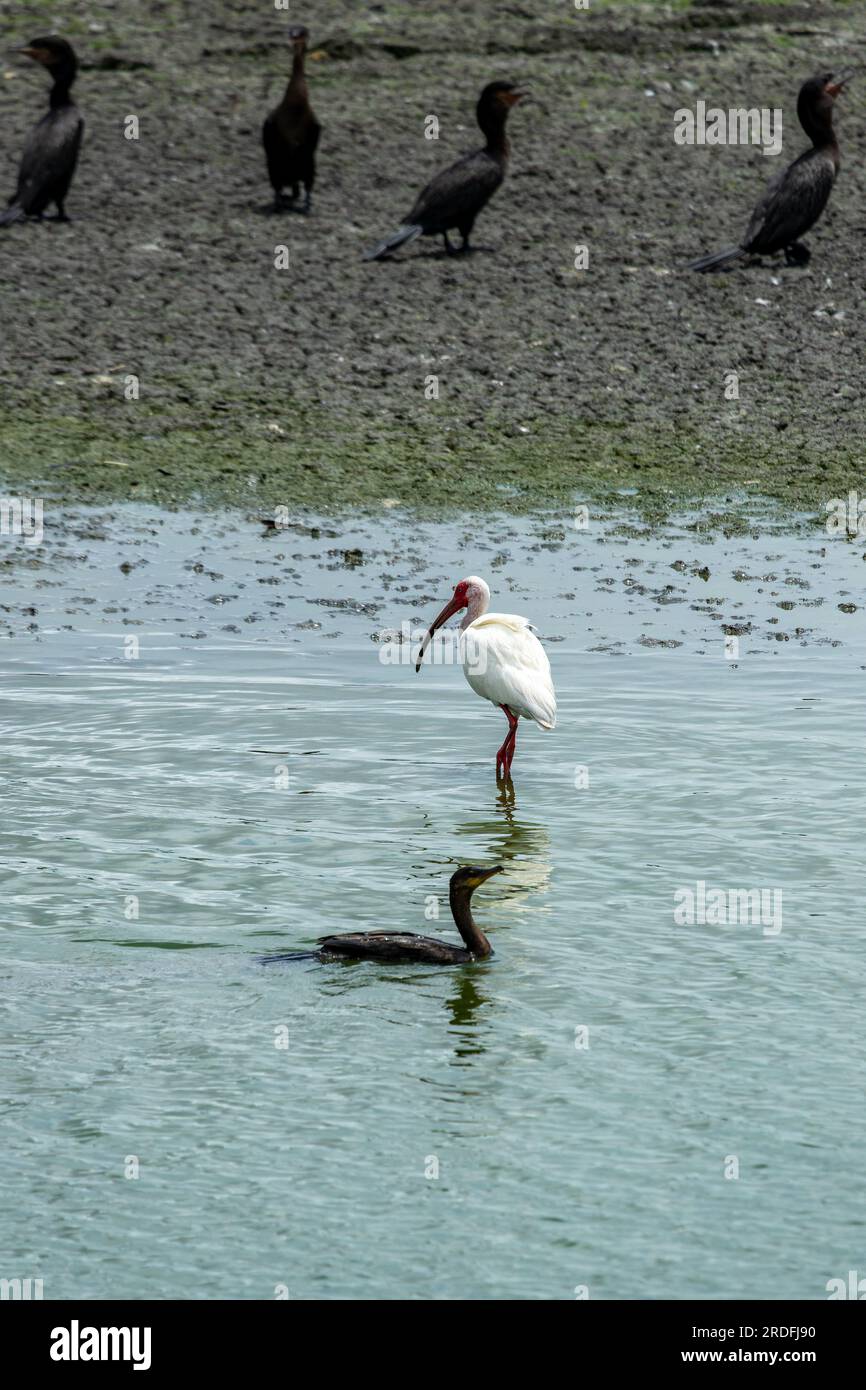 Ein kleiner, weißer Ibis mit neotropen Kormoranen im Crooked Tree Wildlife Sanctuary in Belize. Stockfoto