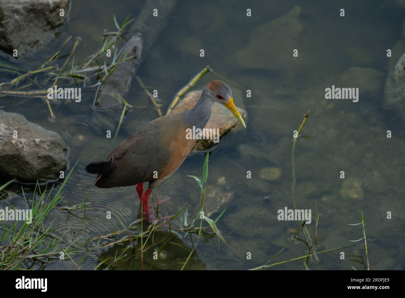 Eine von Russet genaped Wood-Rail, Aramides albiventris, im Crooked Tree Wildlife Sanctuary in Belize. Stockfoto