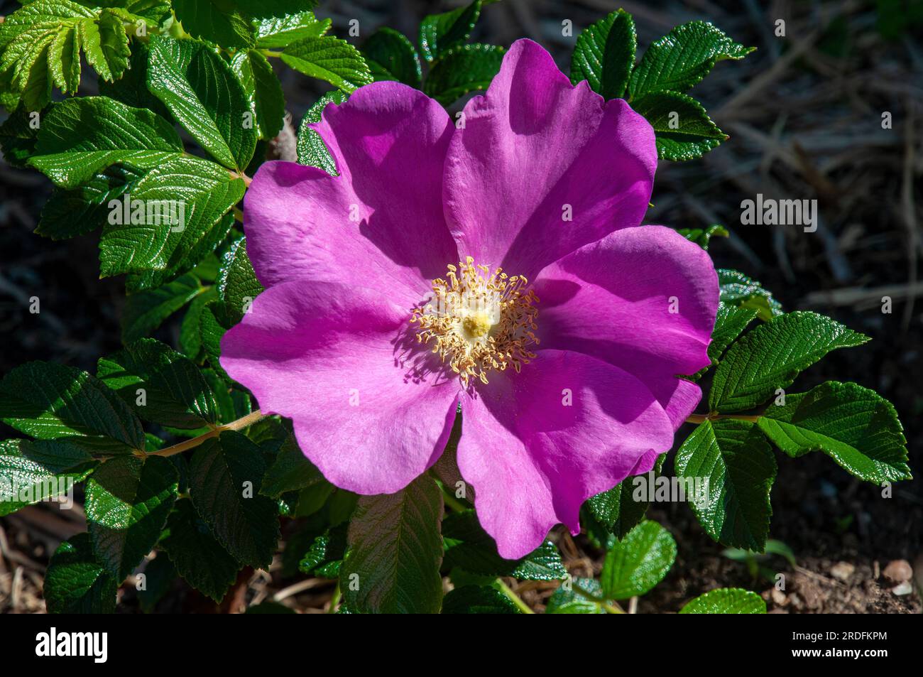 Sydney Australia, leuchtend rosa Rosa Rugosa, auch bekannt als Beach Rose Stockfoto