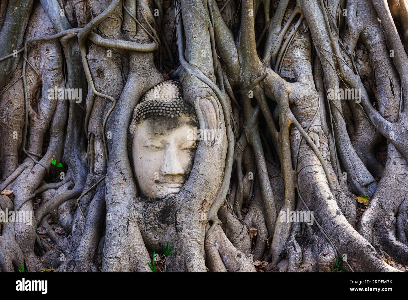Der berühmte Buddha-Kopf in den Ficus-Baumwurzeln in Ayutthaya, Thailand Stockfoto