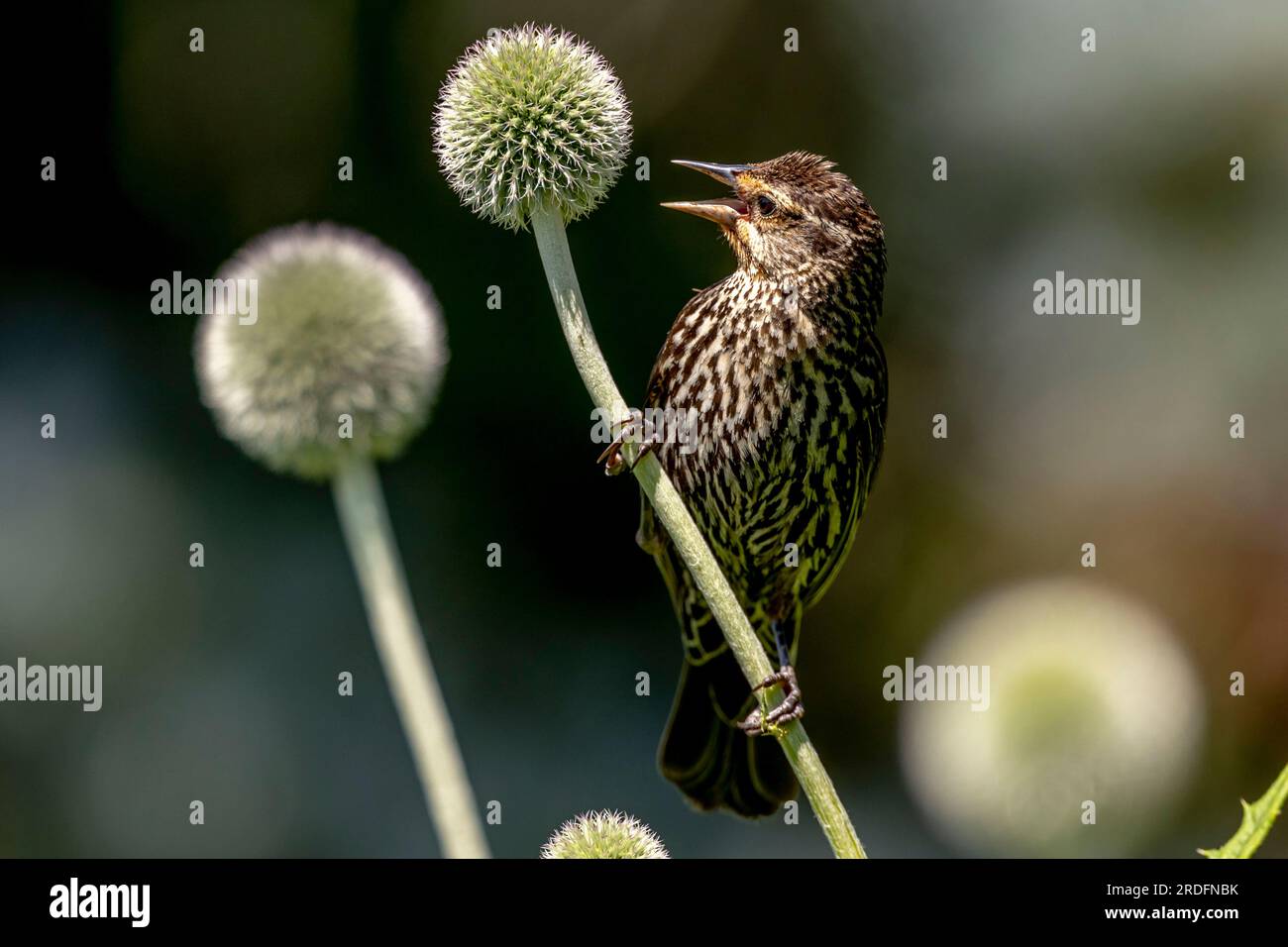 (Ottawa, Kanada---19. Juli 2023) Rotflügelschwarzer Amsel im Fletcher Wildlife Garden. Foto Copyright 2023 Sean Burges / Mundo Sport Images. Stockfoto