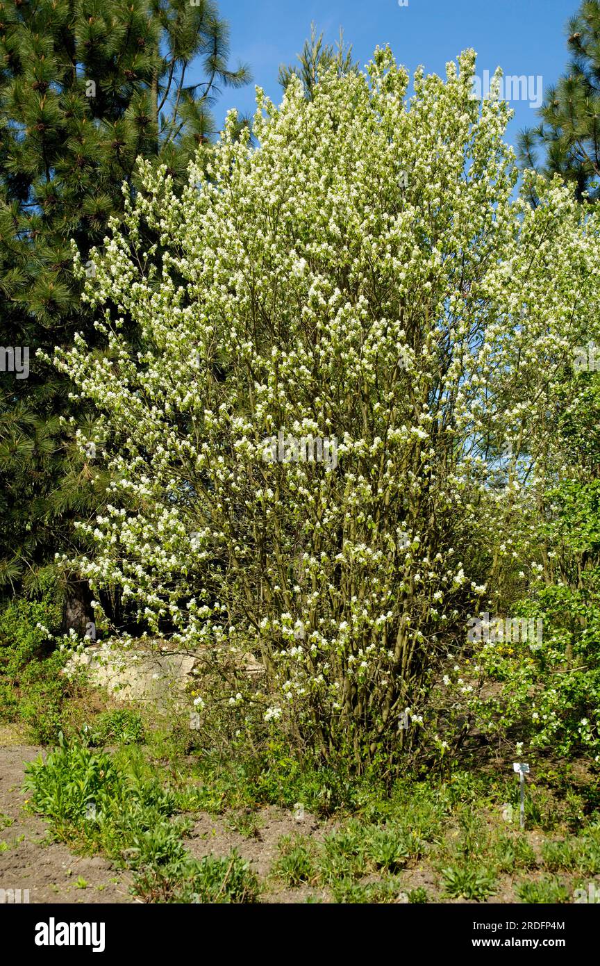 Amelanchier alnifolia (Amelanchier alnifolia) (Amelanchier florida) Stockfoto