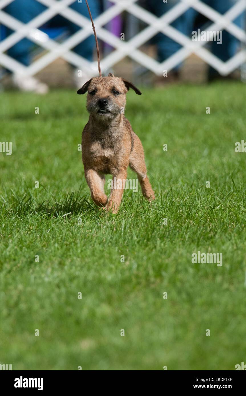 Border Terrier tanzt in Richtung Kamera Stockfoto