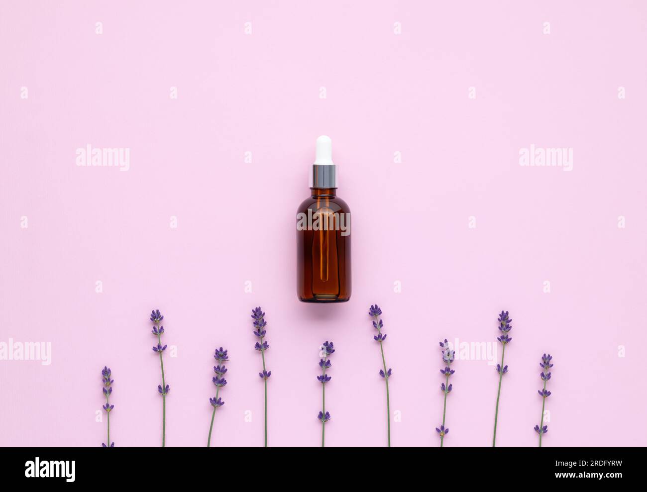 Ätherisches Lavendelöl in Glasflasche mit einer Pipette. Ein Fleck duftendes Öl und violette Blumen auf pinkfarbenem Papierhintergrund. Serum ist ein Kosmetikum PR Stockfoto