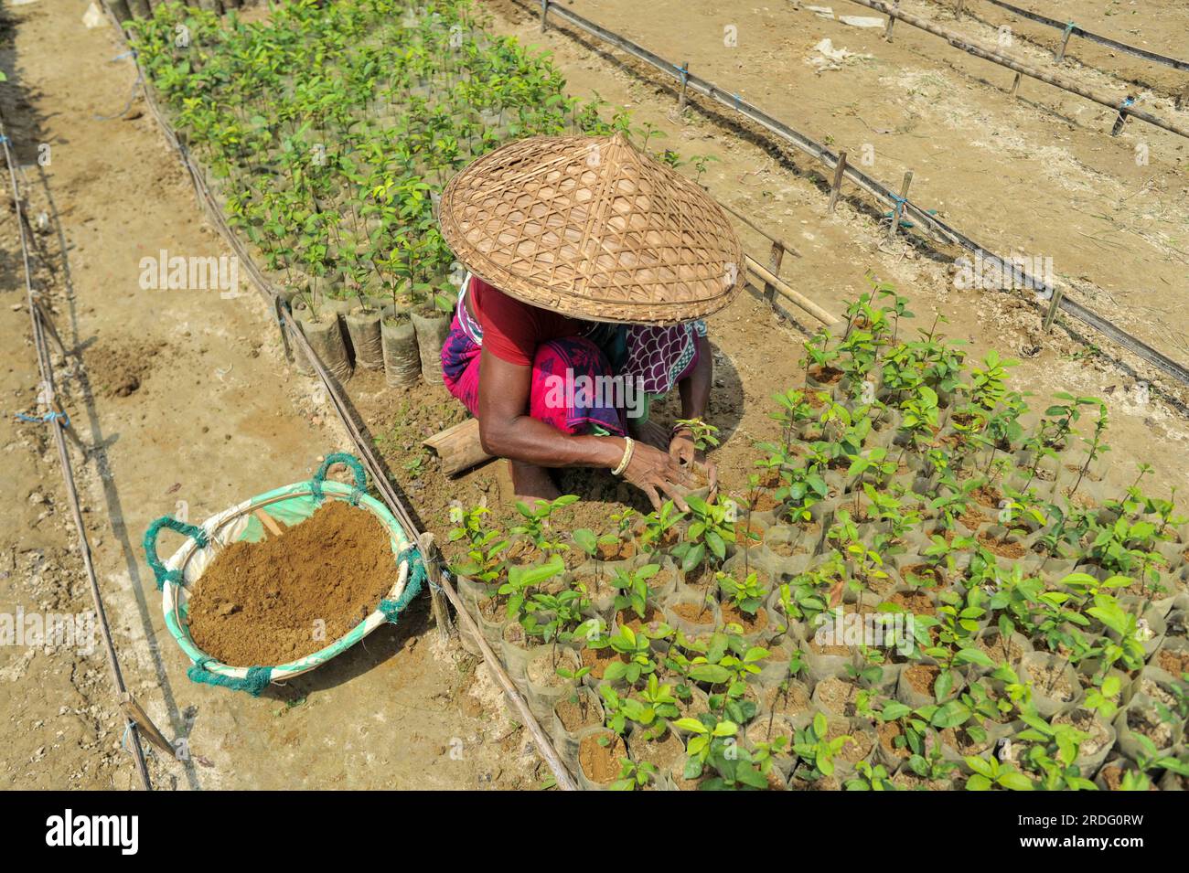 Die Mitarbeiter im Malnicherra Teegarten pflegen mehr als 25 Teepflanzen. Diese Pflanzen würden von Juli bis August säen. Heutzutage erhalten alle Arbeitnehmer 180 TK pro Tag. Sylhet, Bangladesch. Stockfoto