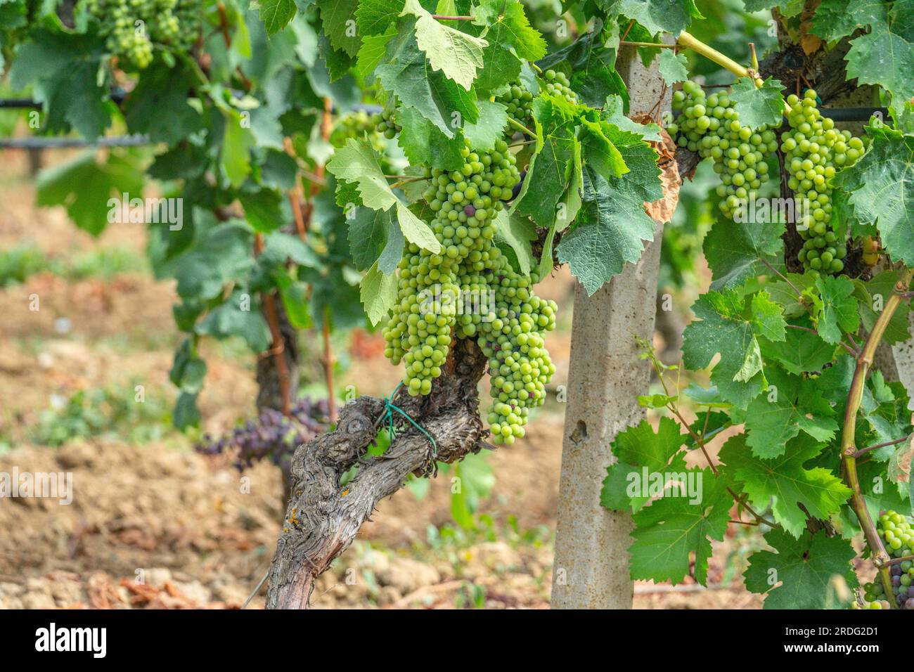 Die Reifung der Carignano-Trauben auf einem Weinberg in Südsardinien Stockfoto