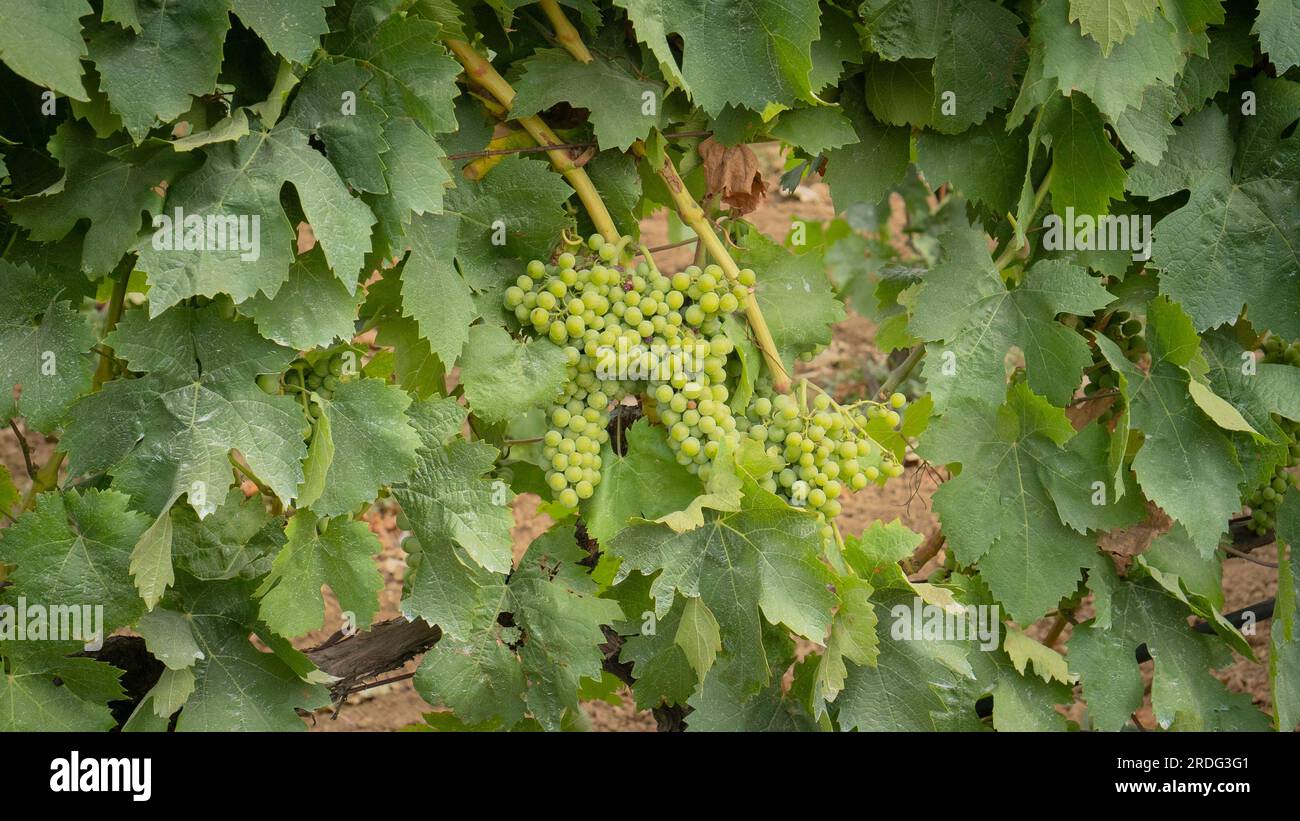 Die Reifung der Carignano-Trauben auf einem Weinberg in Südsardinien Stockfoto