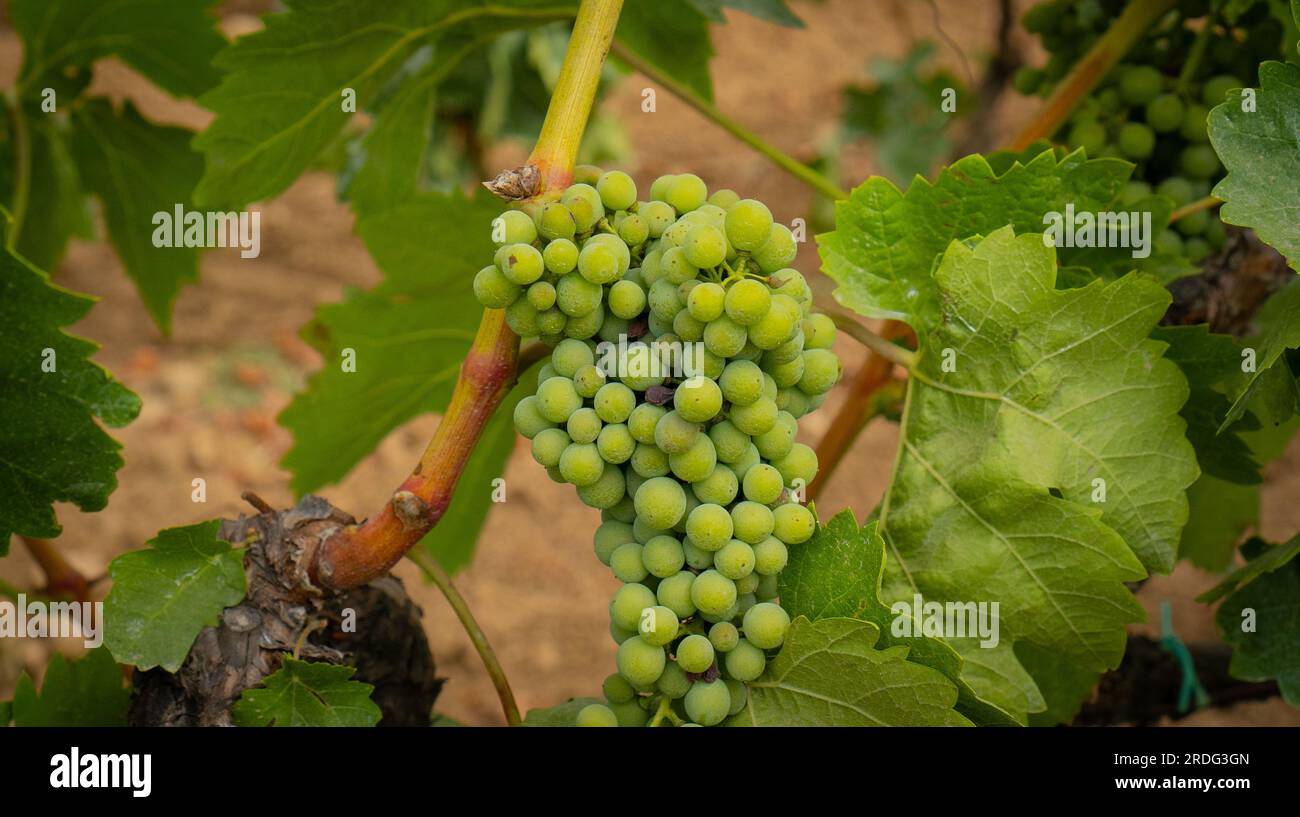 Die Reifung der Carignano-Trauben auf einem Weinberg in Südsardinien Stockfoto