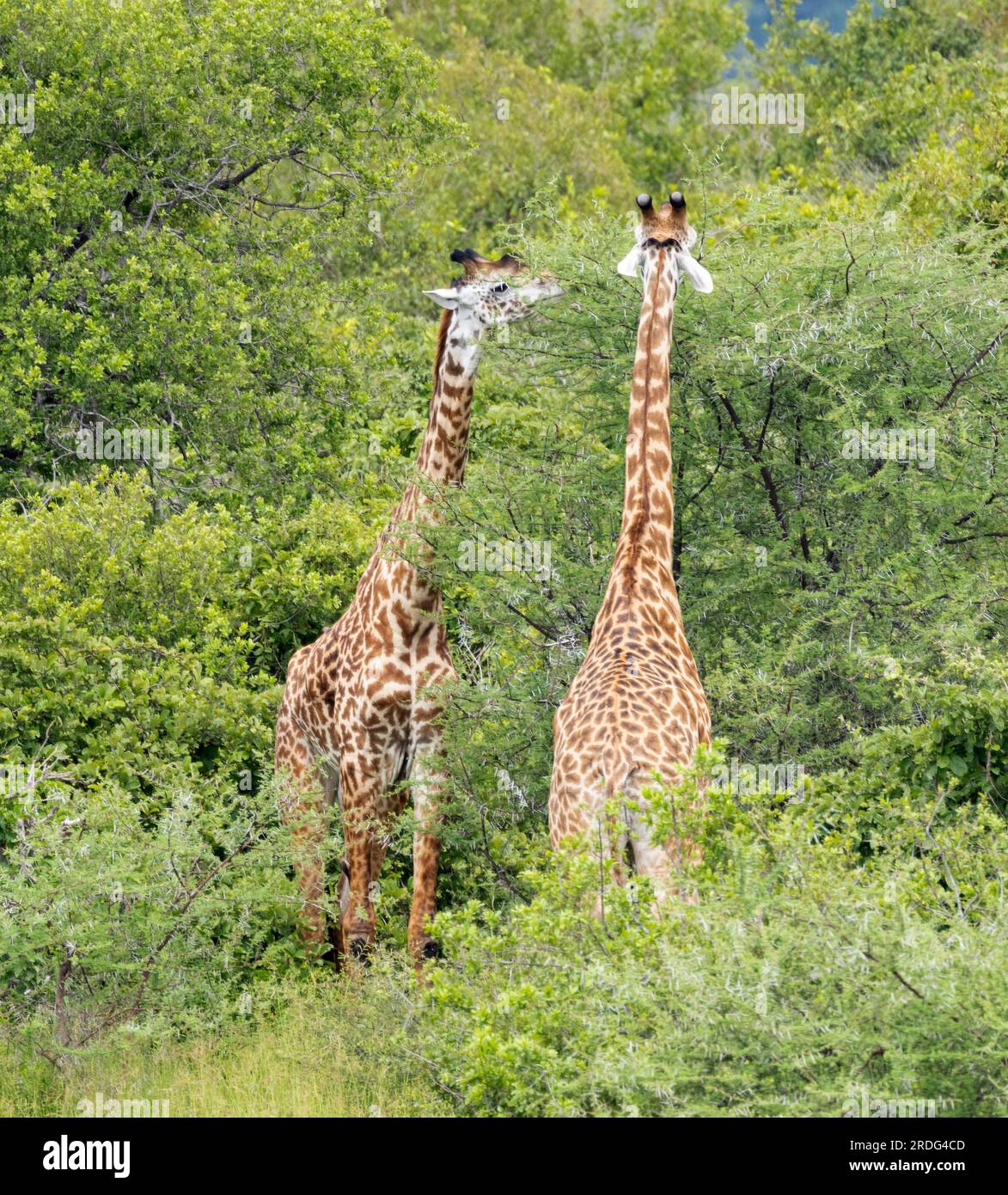 Giraffen stöbern von der Spitze einer Akazien aus. Pflanzenfresser und Pflanzen sind an einem ständigen evolutionären Wettrüsten beteiligt. Stockfoto