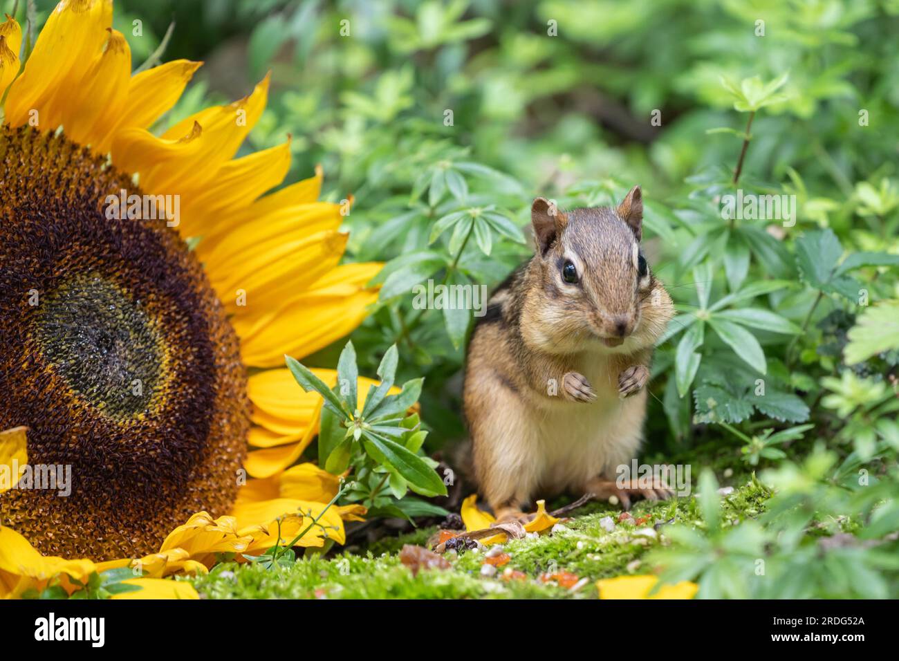 Der süße kleine Eastern Chipmunk (amias striatus) füllt seine Käsesorten im Sommergarten mit Sonnenblumenkernen. Stockfoto