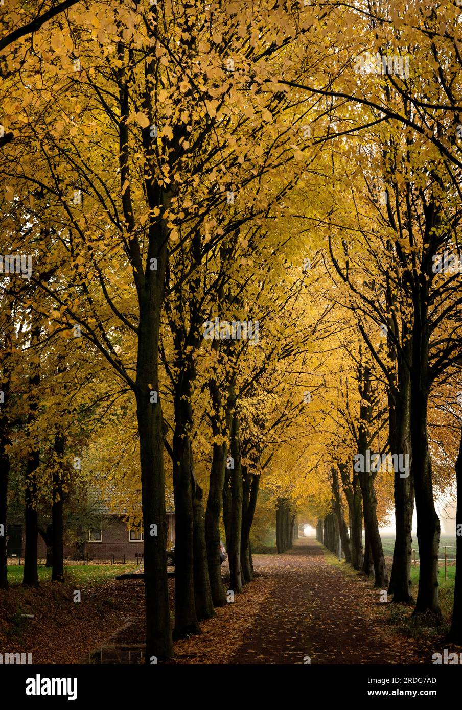 Allee mit Bäumen in Herbstfarben. Allee mit Bäumen in der Nähe der Kirche von Slochteren, die Blätter sind wunderschön goldgelb. Stockfoto