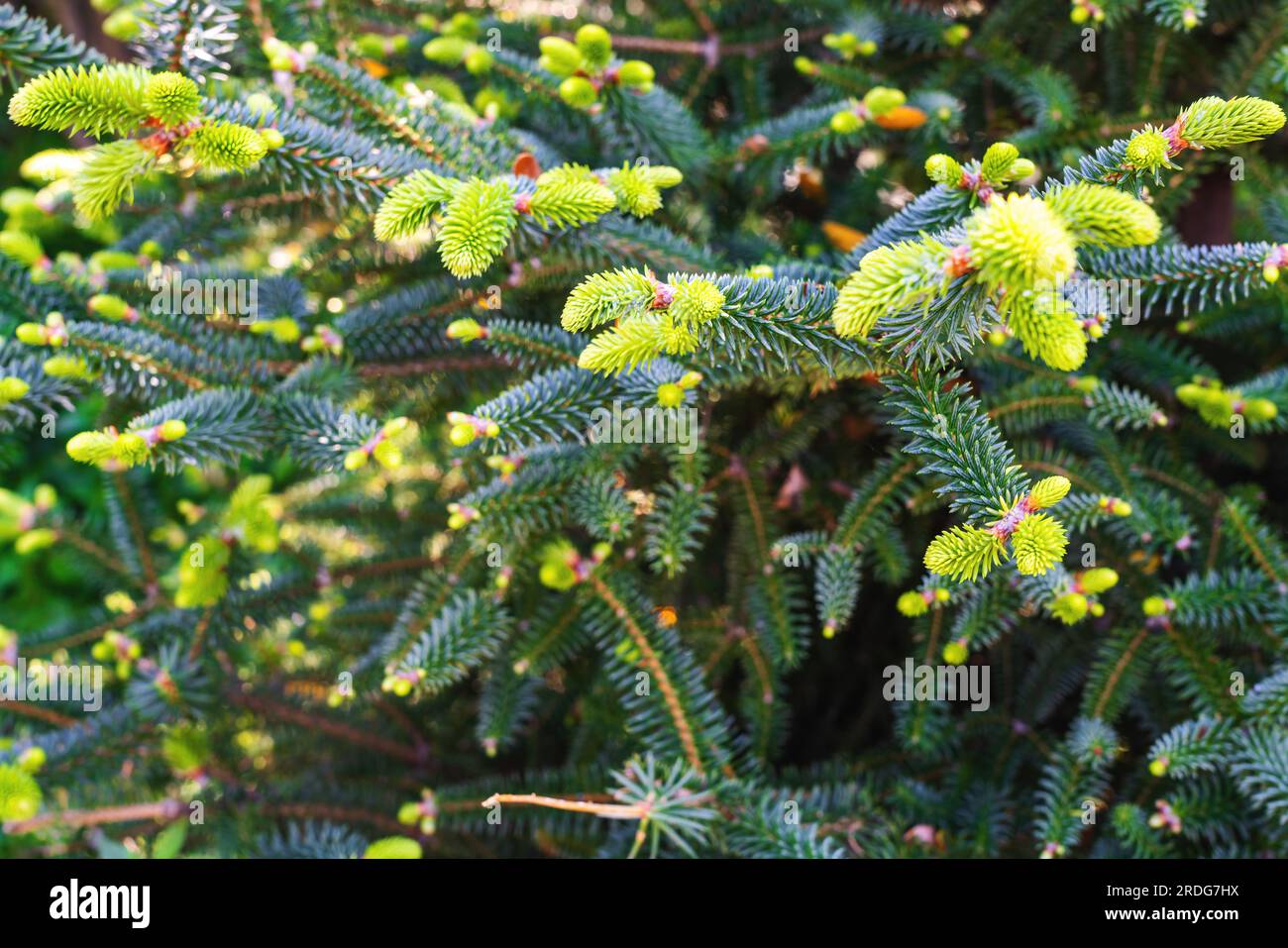 Zweige und Nadeln von spanischem Tannenbaum oder Pinsapo (abies pinsapo) - Zahara de la Sierra, Andalusien, Spanien Stockfoto
