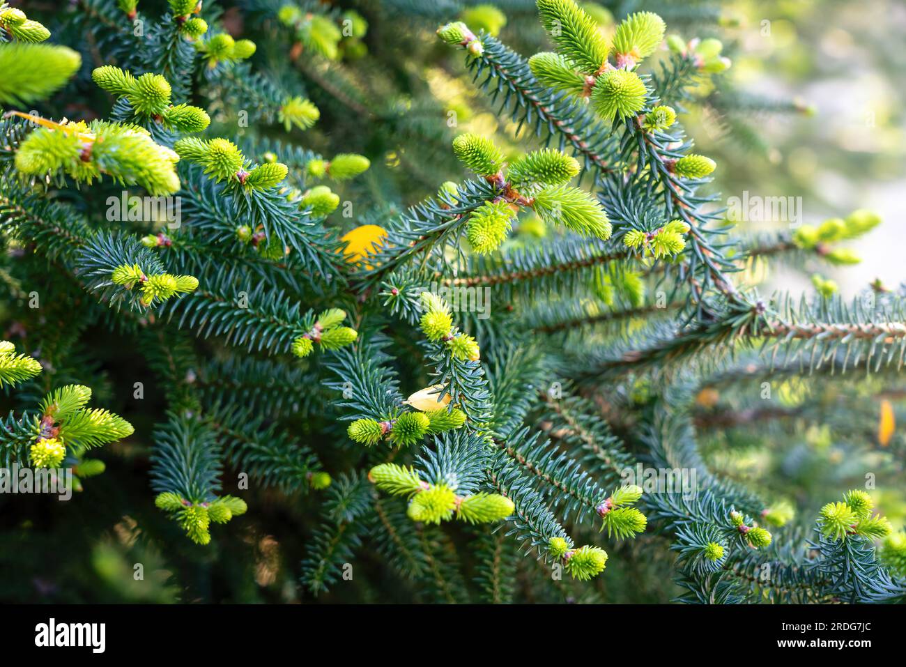 Zweige und Nadeln von spanischem Tannenbaum oder Pinsapo (abies pinsapo) - Zahara de la Sierra, Andalusien, Spanien Stockfoto