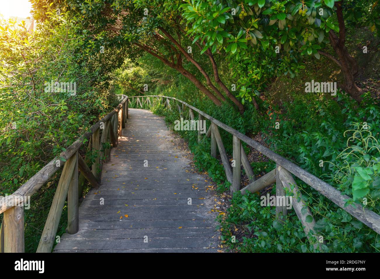 Pinsapos-Garten mit spanischen Tannen - Zahara de la Sierra, Andalusien, Spanien Stockfoto