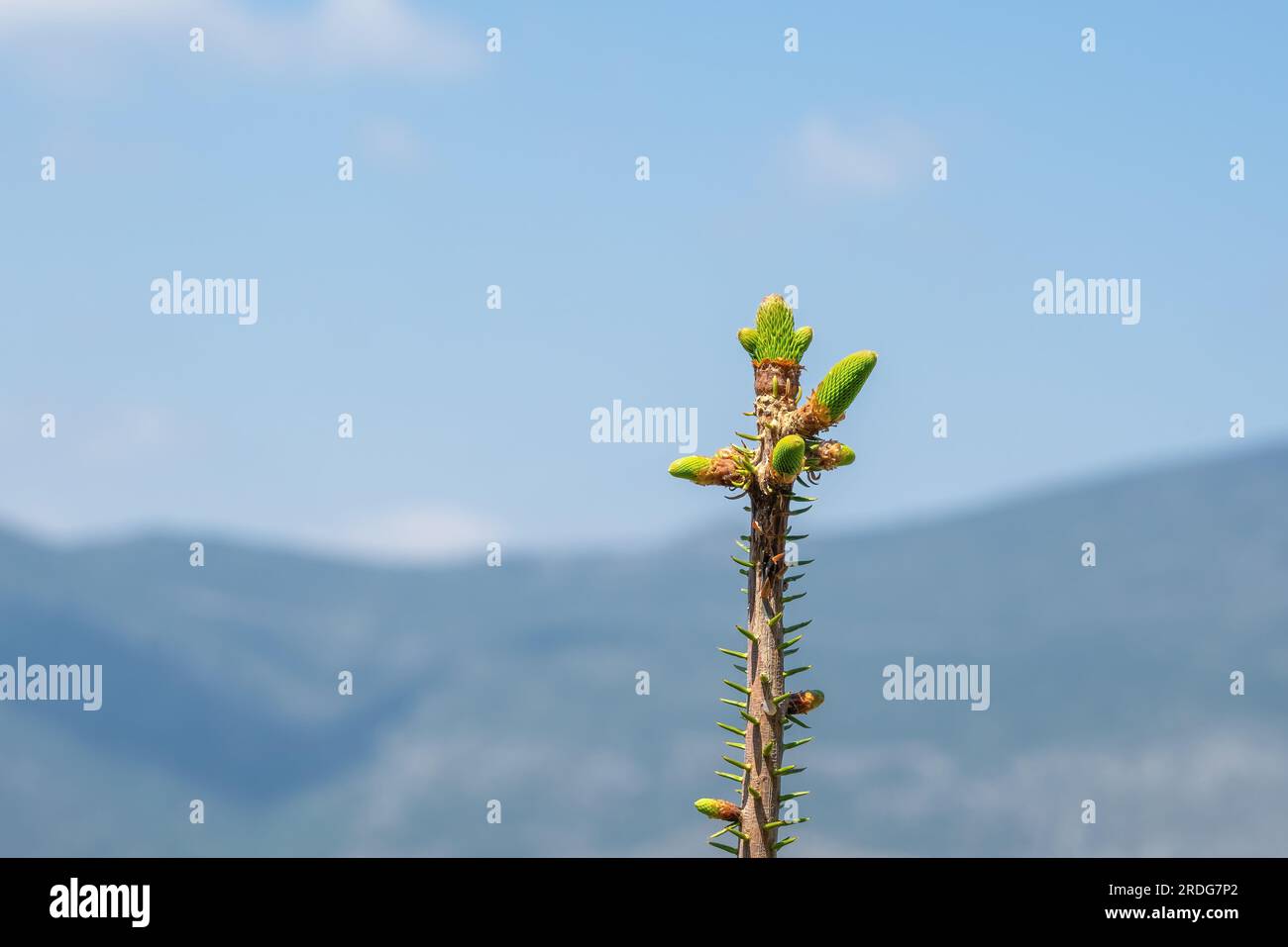 Angabe des spanischen Tannenbaums oder Pinsapo (abies pinsapo) - Zahara de la Sierra, Andalusien, Spanien Stockfoto