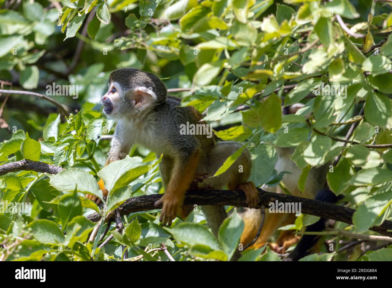 Ein Eichhörnchen Affen (Saimiri sciureus) auf einem Baum Stockfoto