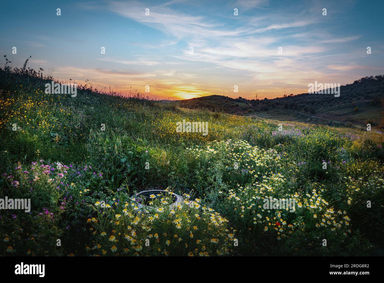 Blumenfeld bei Sonnenuntergang - Zahara de la Sierra, Andalusien, Spanien Stockfoto