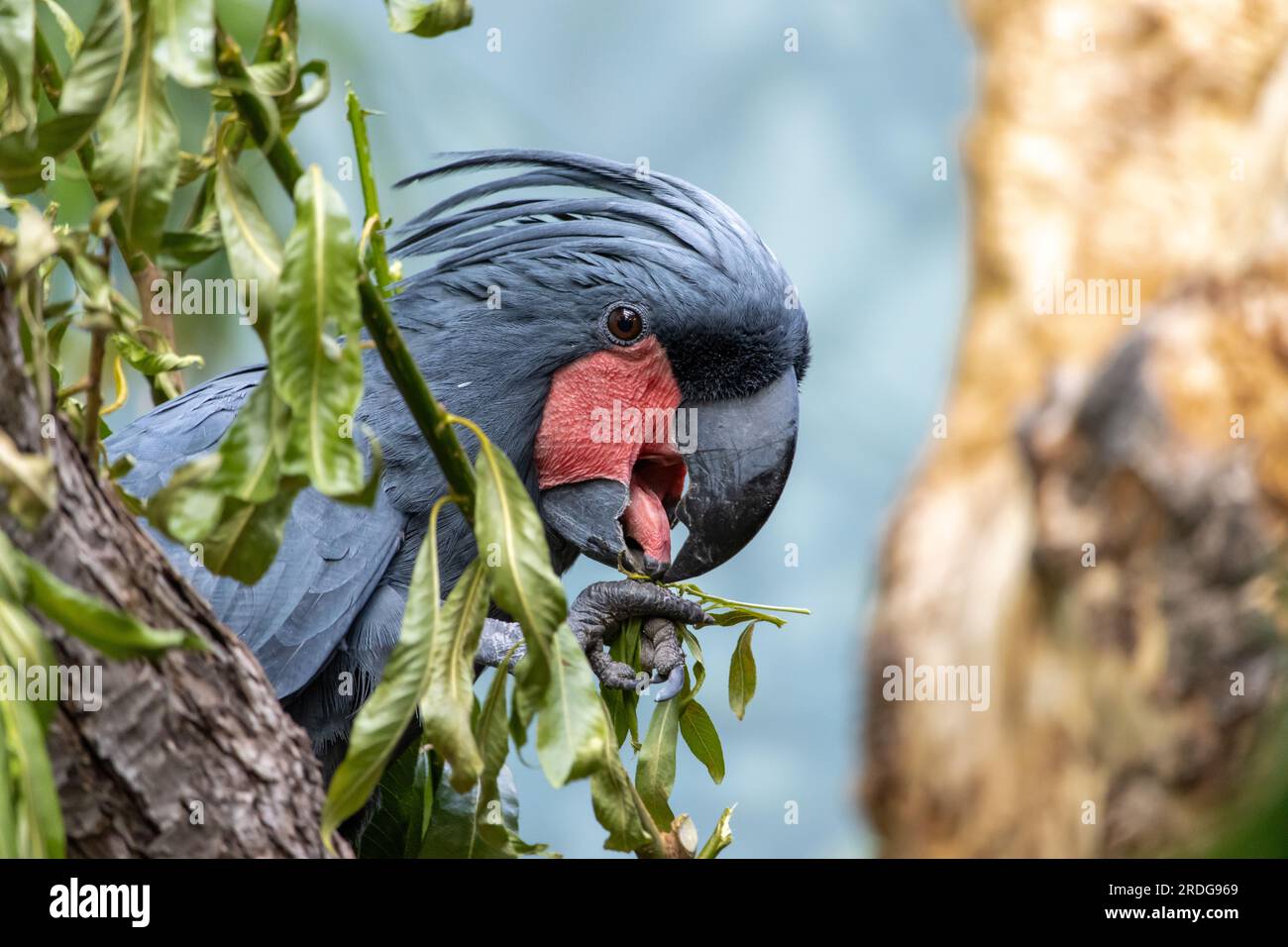 A Palm Cockatoo - Probosciger aterrimus, sitzt auf einem Baum Stockfoto