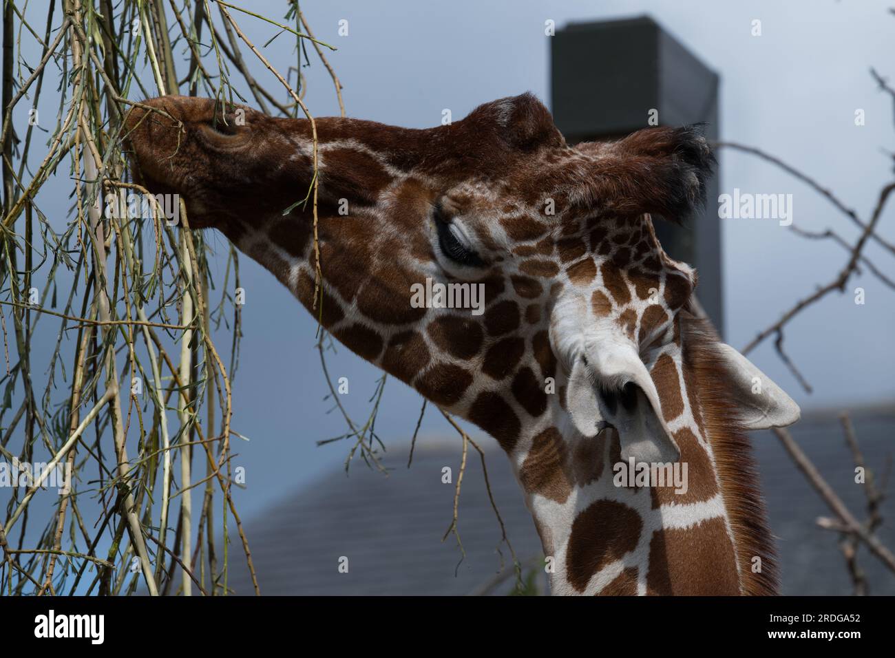 Northern Giraffe Stockfoto