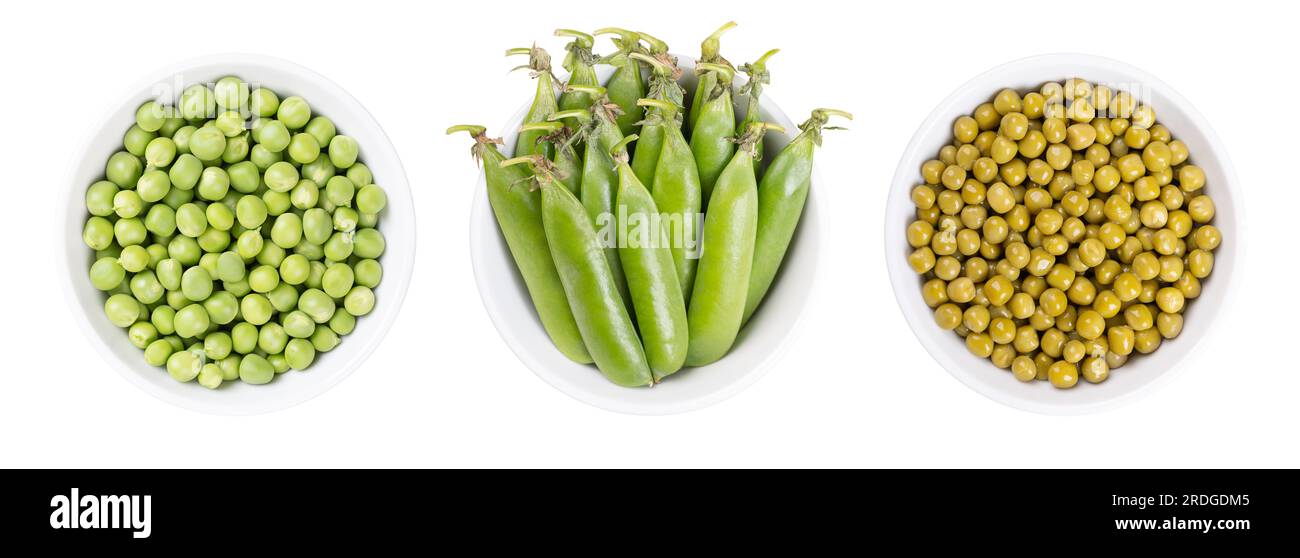 Frische grüne Erbsen, Erbsenschoten und Dosenerbsen in weißen Schüsseln. Samen in der linken Schüssel und ein paar Erbsenschüsseln in der mittleren Schüssel. Früchte von Pisum sativum. Stockfoto