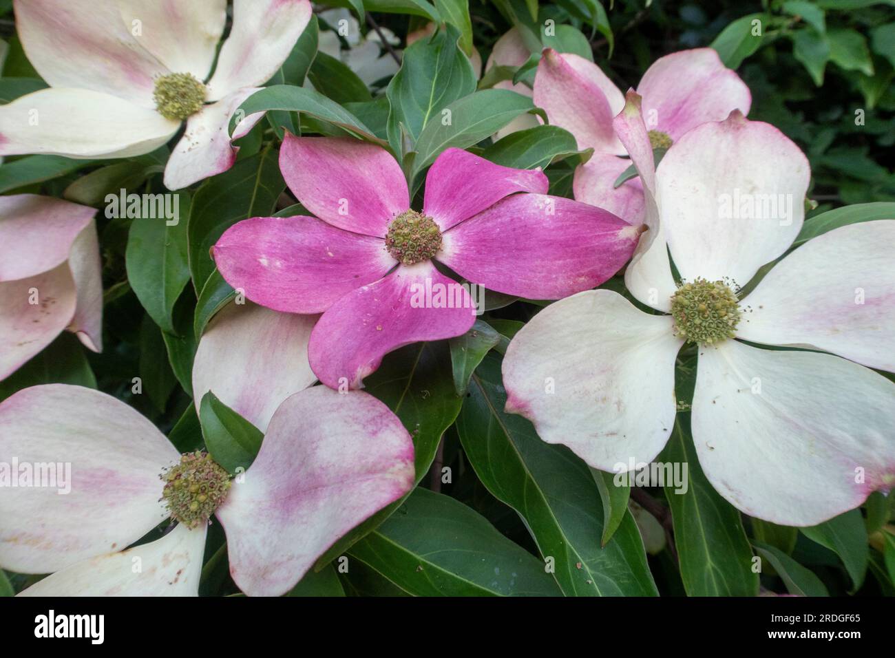 Wenn die Armbänder (Blumen) altern, verwandeln sie sich auf Cornus capitata langsam von cremefarben zu rosa. Auf einem Baum in Devon, England. Hundeholzbaum. Stockfoto