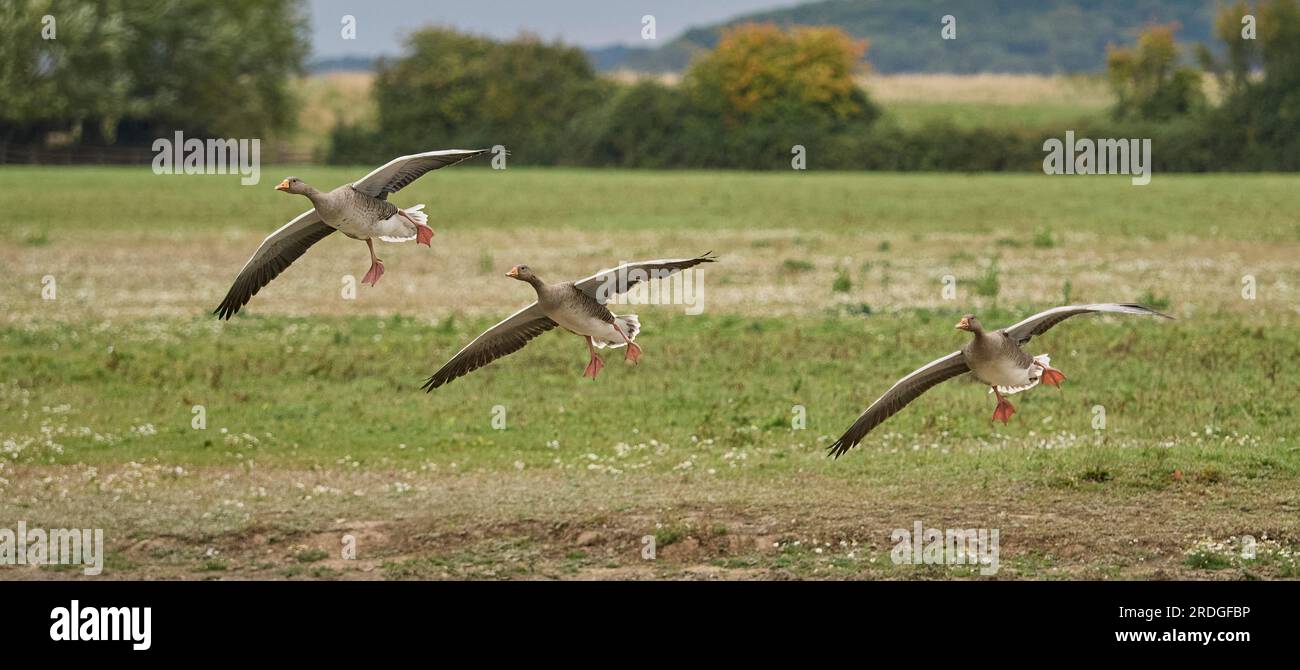 Graylag Gänse Anser im Slimbridge Wildfowl und Wetlands Trust WWT Stockfoto