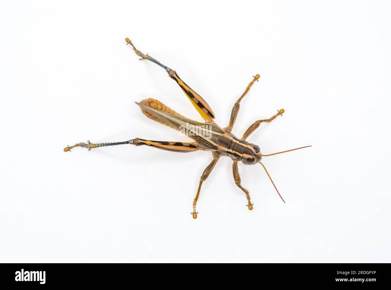 Ein Studiofoto eines gewöhnlichen, zweigestreiften Grasshopper inmitten einer Bevölkerungsexplosion in Colorado, wo Grashüpfer viele Ernten verderben und Stockfoto