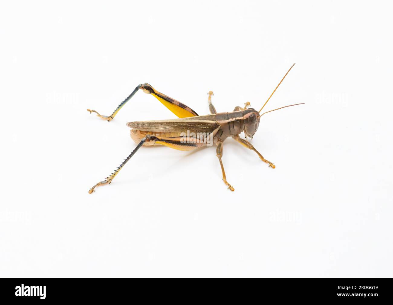 Ein Studiofoto eines gewöhnlichen, zweigestreiften Grasshopper inmitten einer Bevölkerungsexplosion in Colorado, wo Grashüpfer viele Ernten verderben und Stockfoto