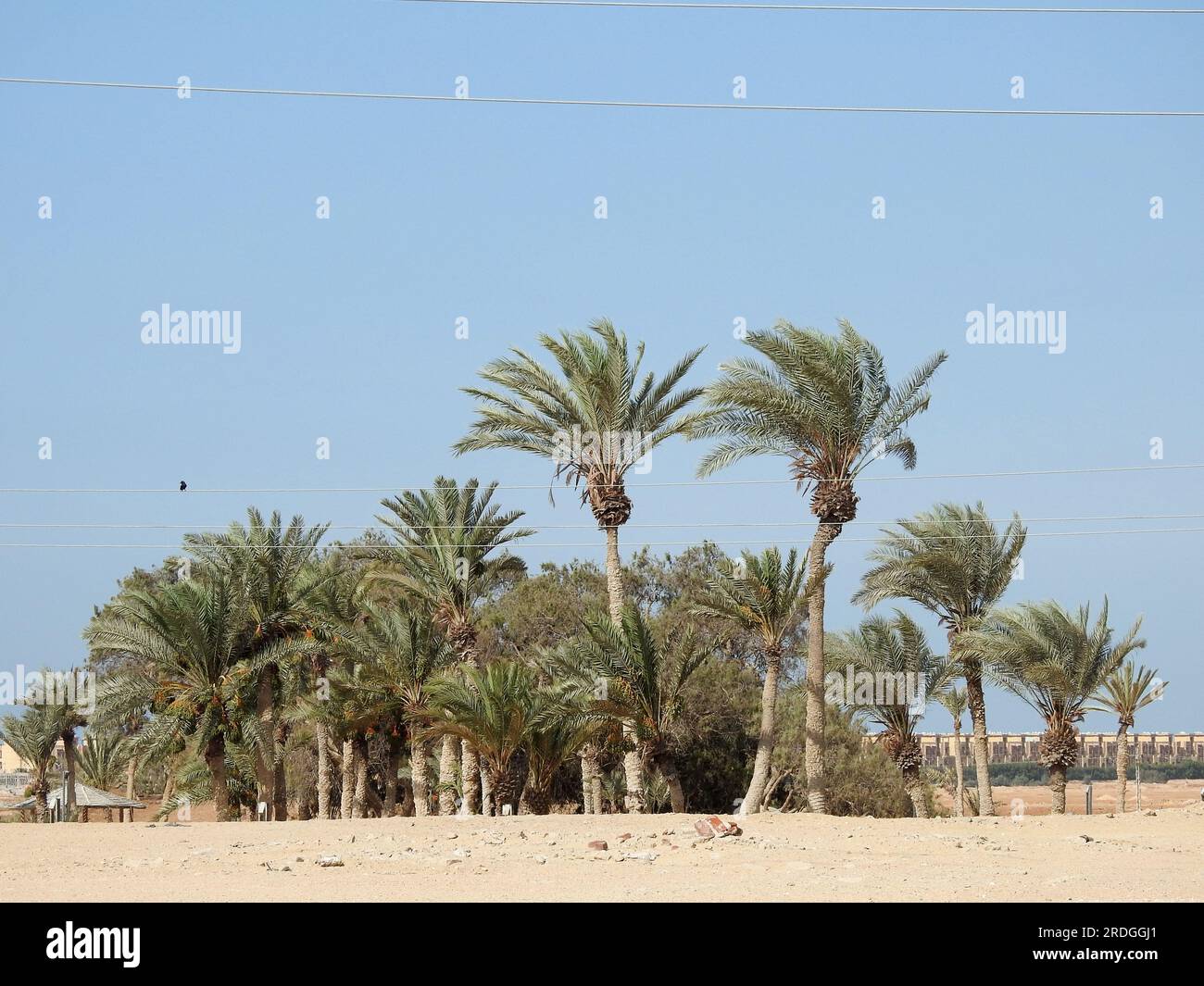 Moses-Quellen, Wasserbrunnen und Palmen auf der Sinai-Halbinsel, Ras Sidr, Ägypten, sind die Moses-Quellen eine Gruppe heißer Quellen, die einen kleinen Fart bilden Stockfoto