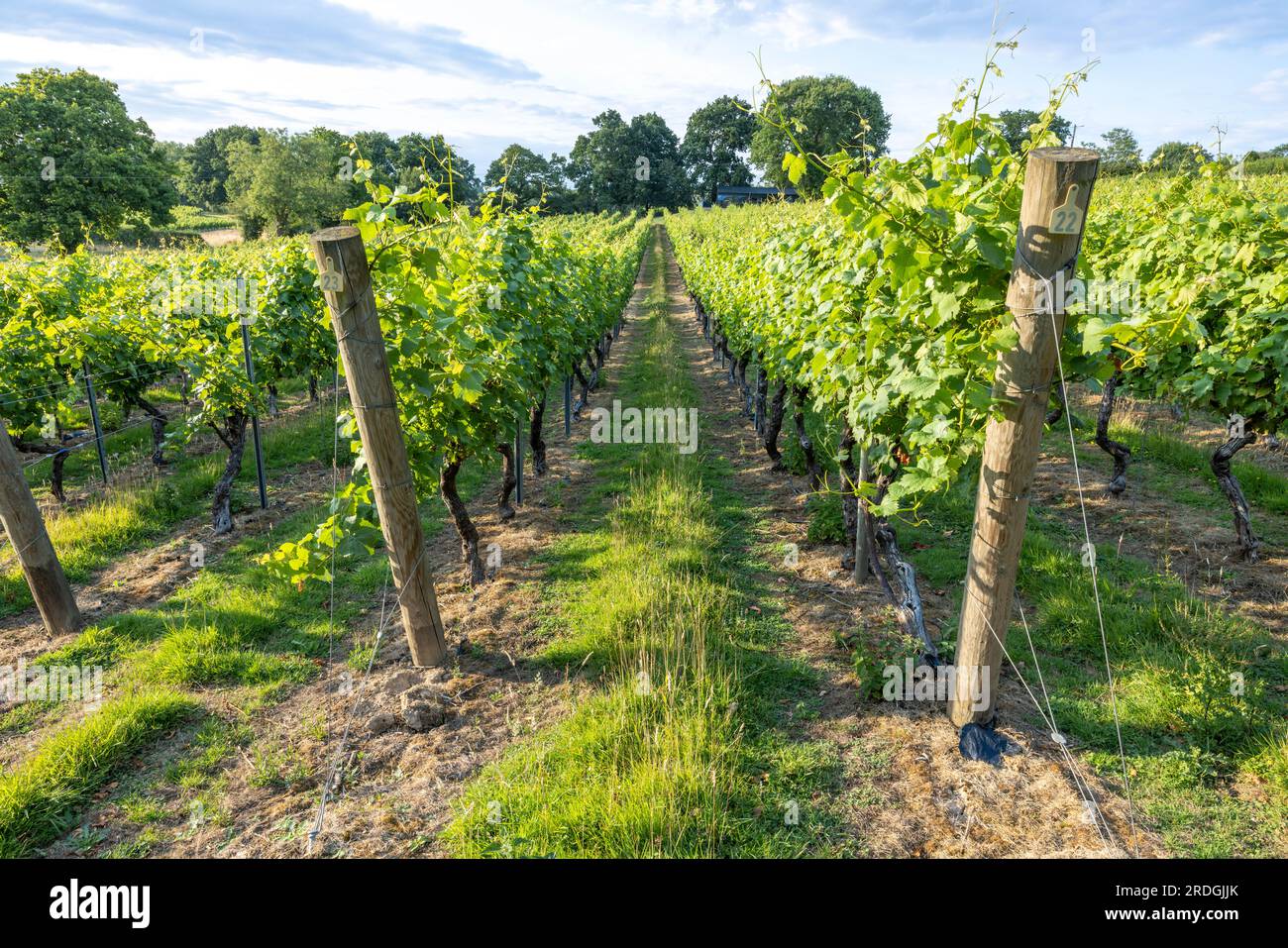 UK Vineyard Kent Stockfoto