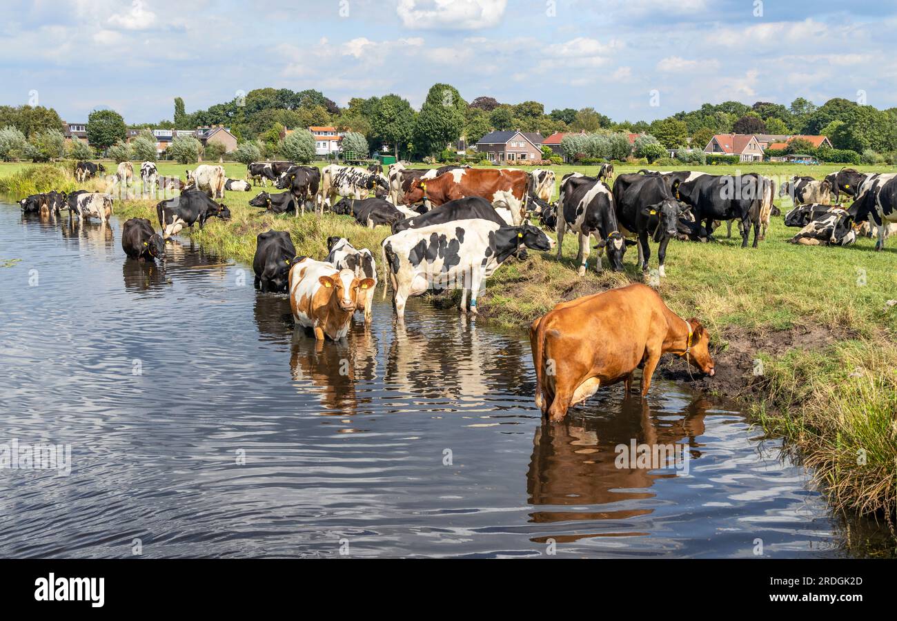 Kühe schwimmen, abkühlen und im Fluss trinken, an einem Sommernachmittag baden Stockfoto