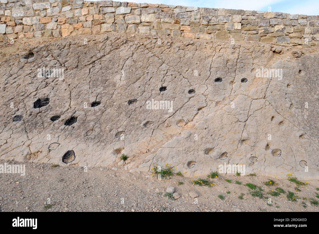 Ichnofossilien oder Spuren von Artiodaktylen Säugetierfußabdrücken. Diese paläontologische Stätte (La Fondota) befindet sich in Abiego, Huesca, Aragon, Spanien. Stockfoto