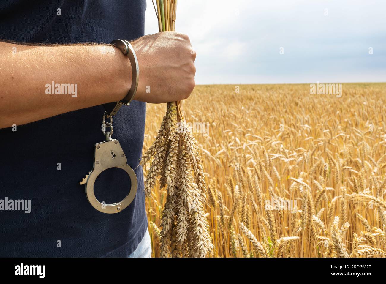 Handschellen an der Hand eines Mannes mit gerupften Stacheln Weizen, ein Konzept zum Thema Bestrafung für verdorbene Getreidepflanzen Stockfoto