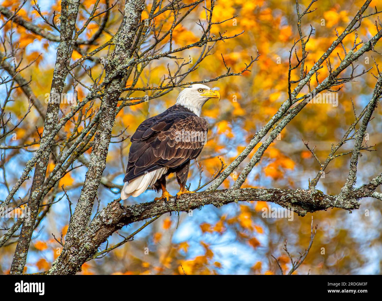 Ein wunderschöner erwachsener Weißkopfseeadler, der auf einem Ast mit einer bunten Herbstlandschaft in den Northwoods von Wisconsin fotografiert wurde. Stockfoto