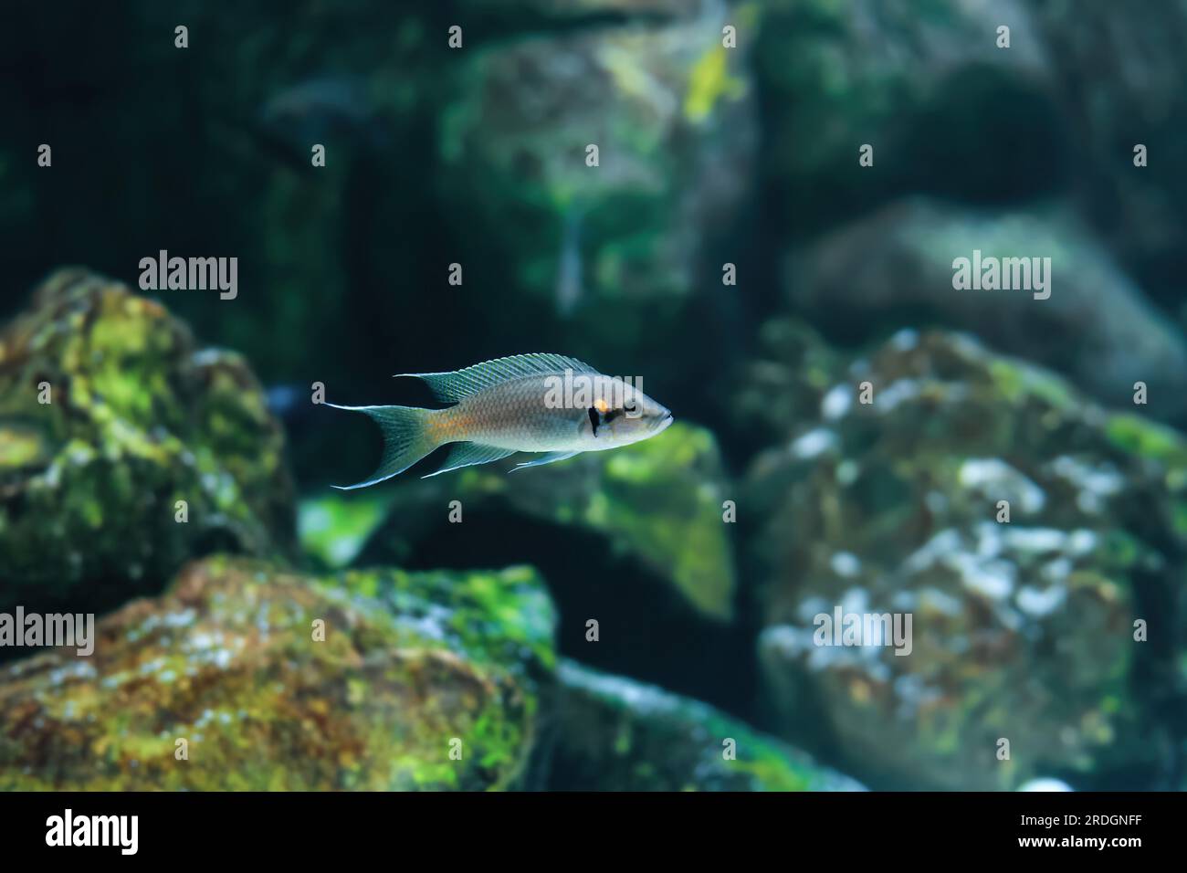 Neolamprologus brichardi kleine Fische, die im Aquarium schwimmen. Prinzessin von Burundi, Lystore oder Cichlid, Brichards Lamprologus. Cichlids enden Stockfoto