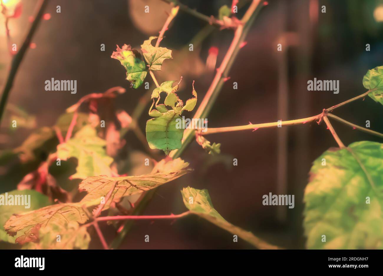 Phyllium giganteum große grüne Insekten, die auf einem Baum sitzen. Das malaysische Blattinsekt sitzt auf einem Zweig Stockfoto