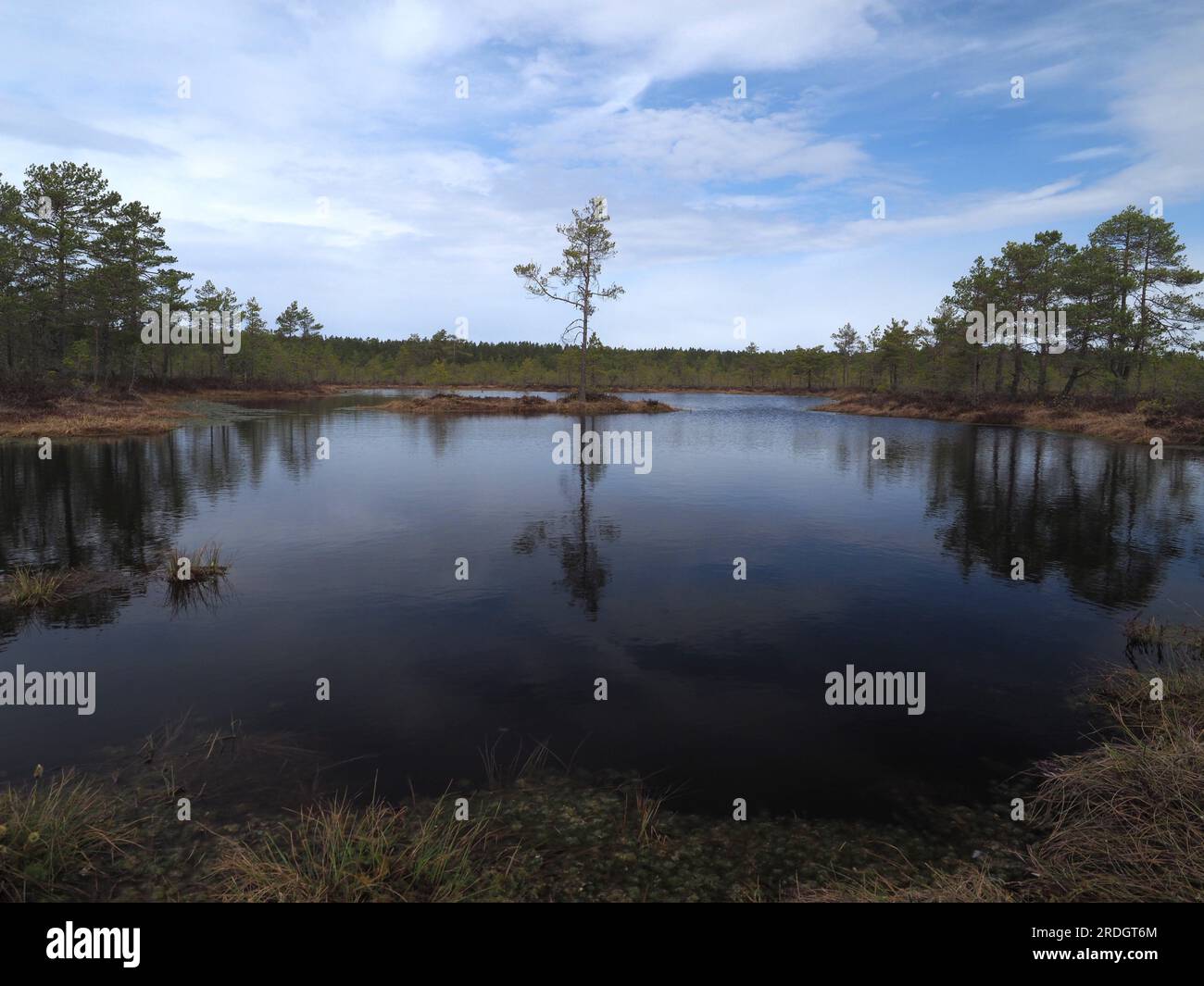 Sumpf und Kiefern im Lahemaa-Nationalpark, Estland Stockfoto