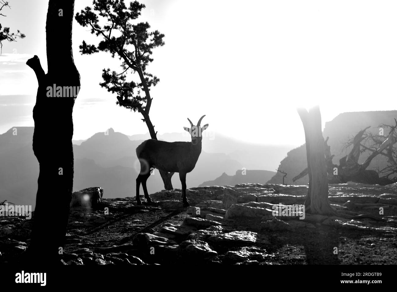 Big Horn Sheep am Südrand des Grand Canyon – Grand Canyon Arizona USA Stockfoto