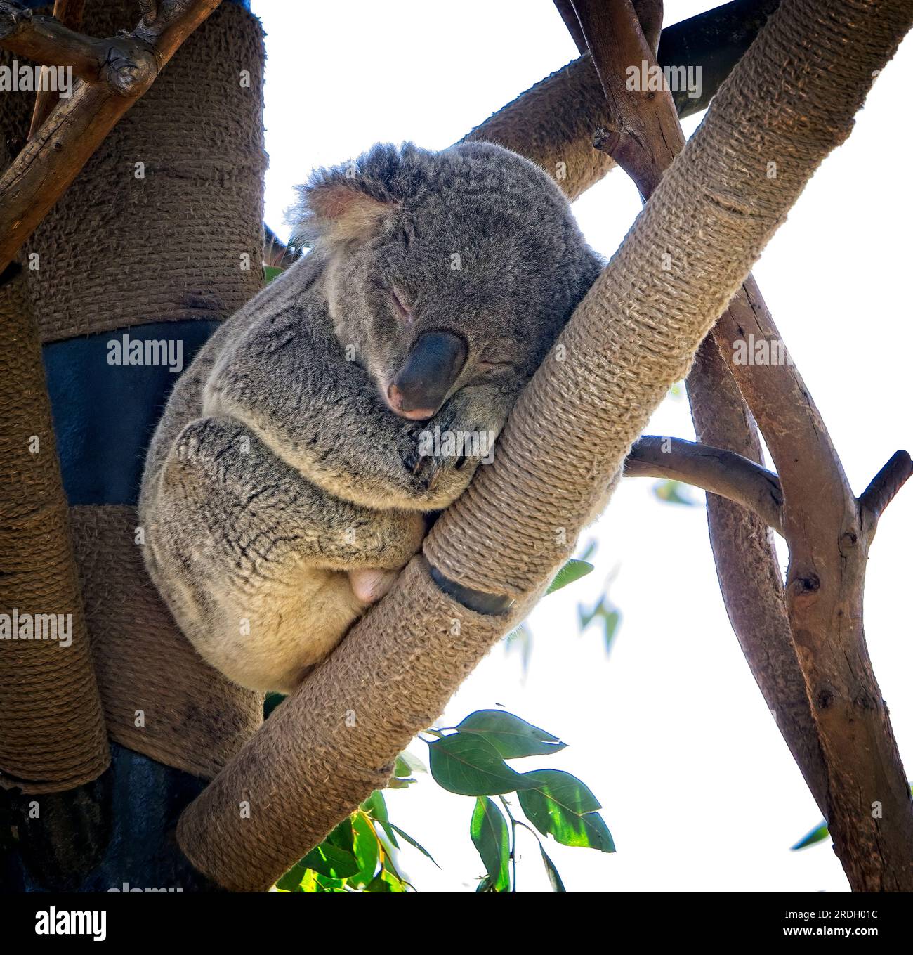 Koala San Diego, Zoo Stockfoto