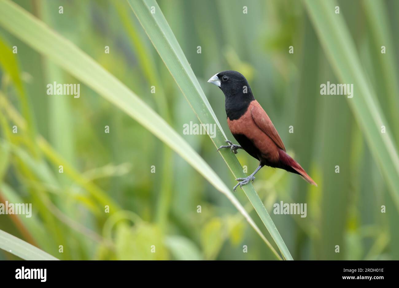 Kastanienmunia-Vogel im Busch. Die Kastanienmunia ist ein kleiner geselliger Vogel, der sich hauptsächlich von Getreide und anderen Samen ernährt. Es ist oft offenes Grasland. Stockfoto