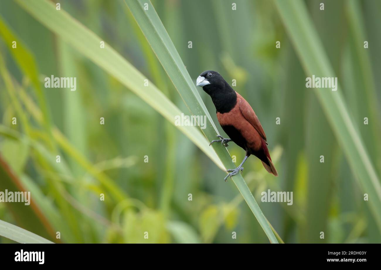Kastanienmunia-Vogel im Busch. Die Kastanienmunia ist ein kleiner geselliger Vogel, der sich hauptsächlich von Getreide und anderen Samen ernährt. Es ist oft offenes Grasland. Stockfoto