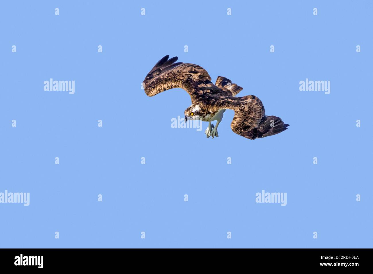 Westlicher Fischadler (Pandion haliaetus) im Flug, Tauchen mit nach vorne gestreckten Füßen, um Fische von der Wasseroberfläche des Sees im Spätsommer zu fangen Stockfoto