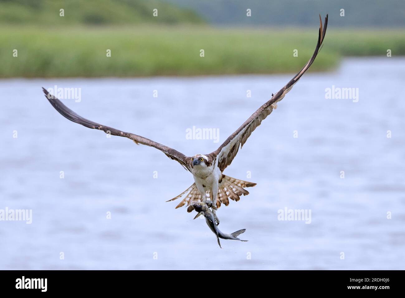 Westlicher Fischadler (Pandion haliaetus) im Flug mit gefangenen Fischbeuten in seinen Krallen, die im Spätsommer über das Wasser des Sees fliegen Stockfoto