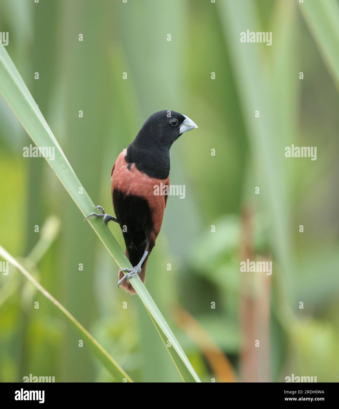 Kastanienmunia-Vogel im Busch. Die Kastanienmunia ist ein kleiner geselliger Vogel, der sich hauptsächlich von Getreide und anderen Samen ernährt. Es ist oft offenes Grasland. Stockfoto