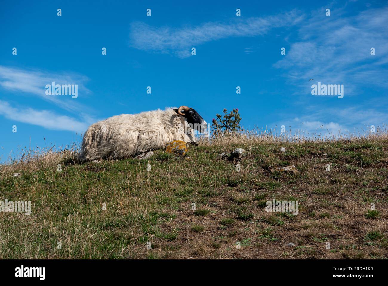 Dachziegel Stockfoto