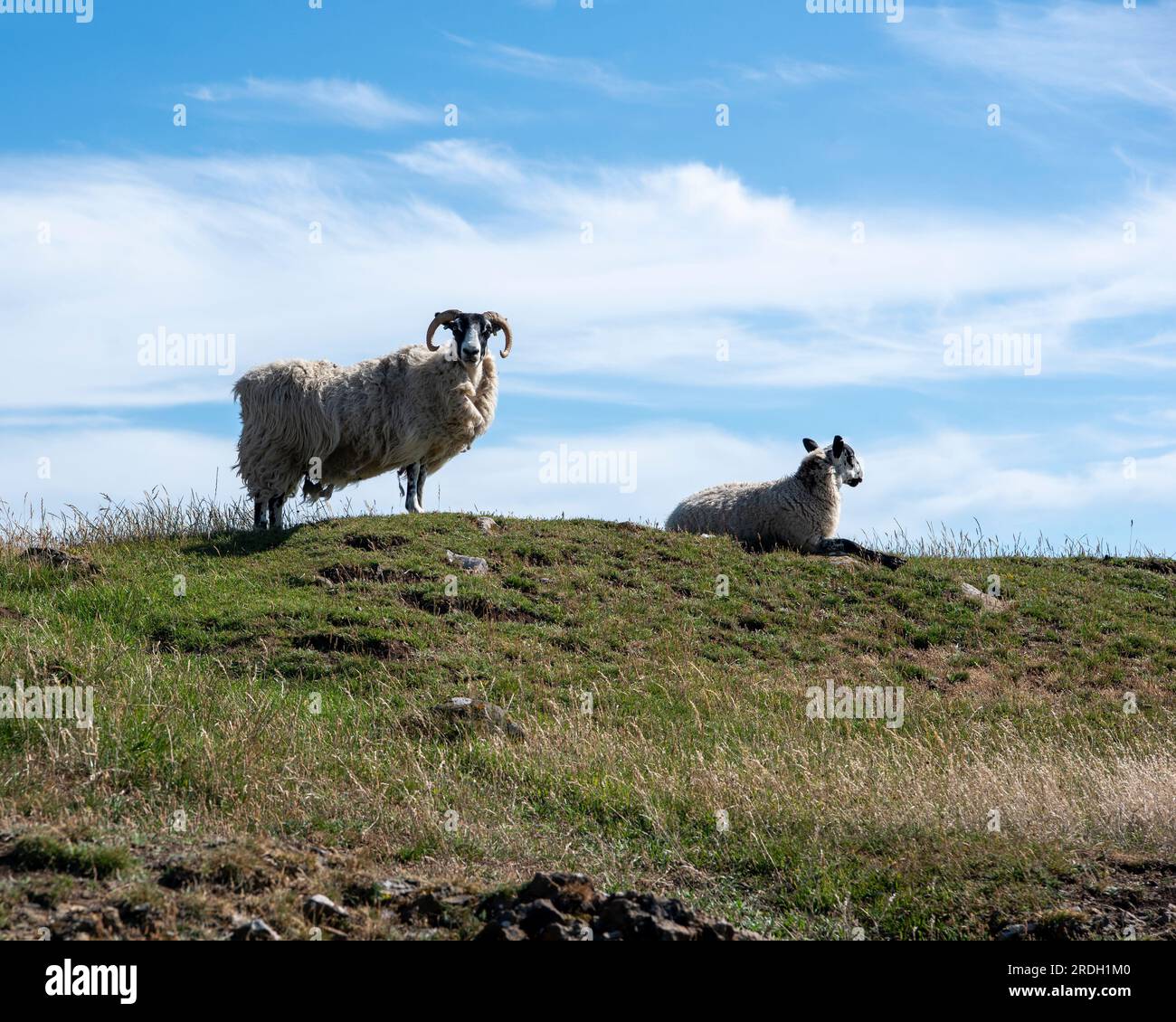 Dachziegel Stockfoto