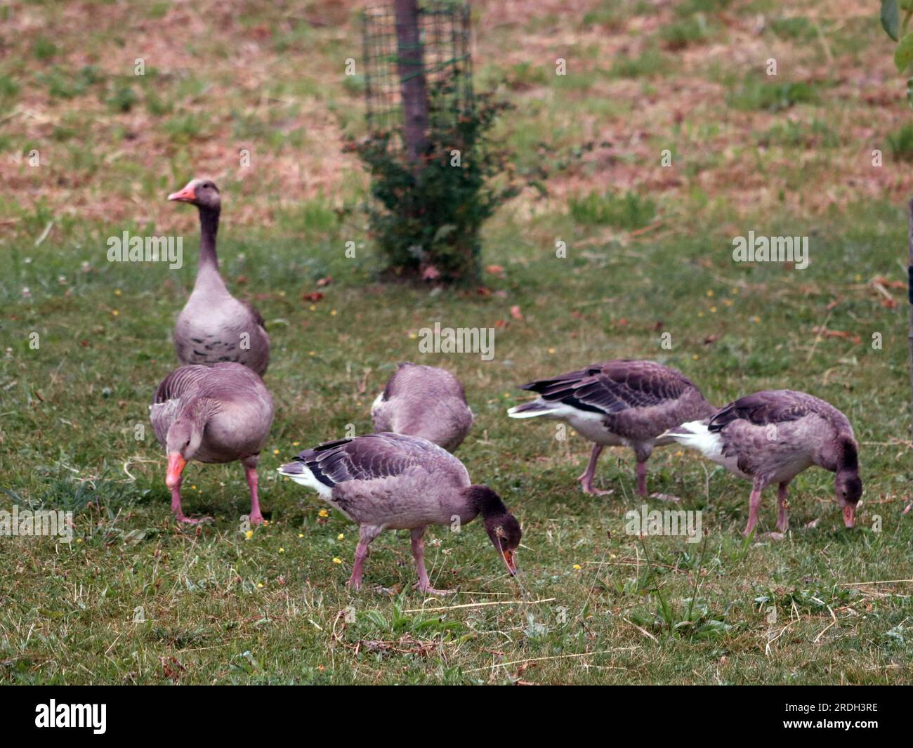 Enten in den Reservoirs von Kinderdijk, Niederlande Stockfoto