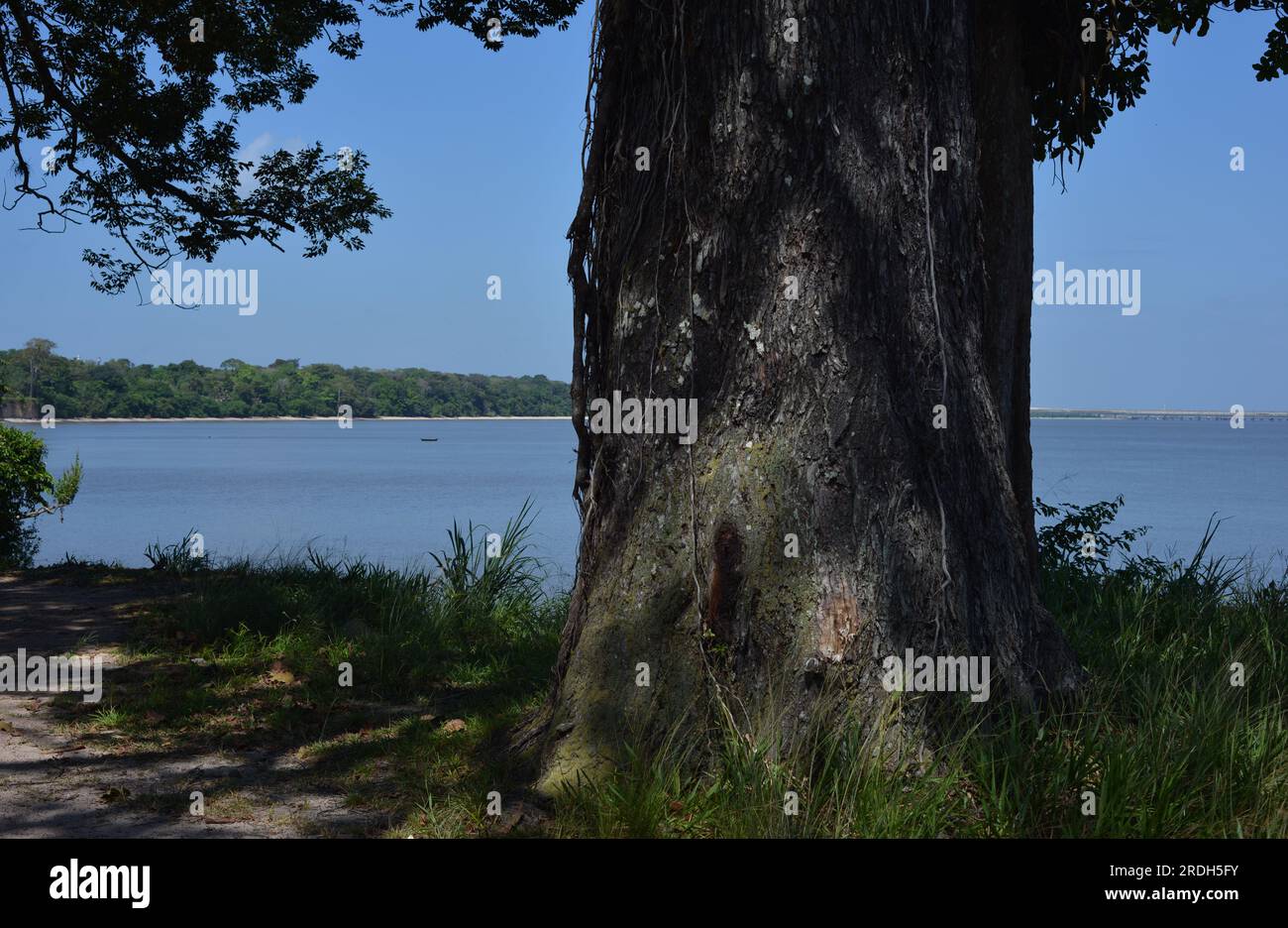 Der Alte Baum. Itupanema, Amazonas, Brasilien Stockfoto